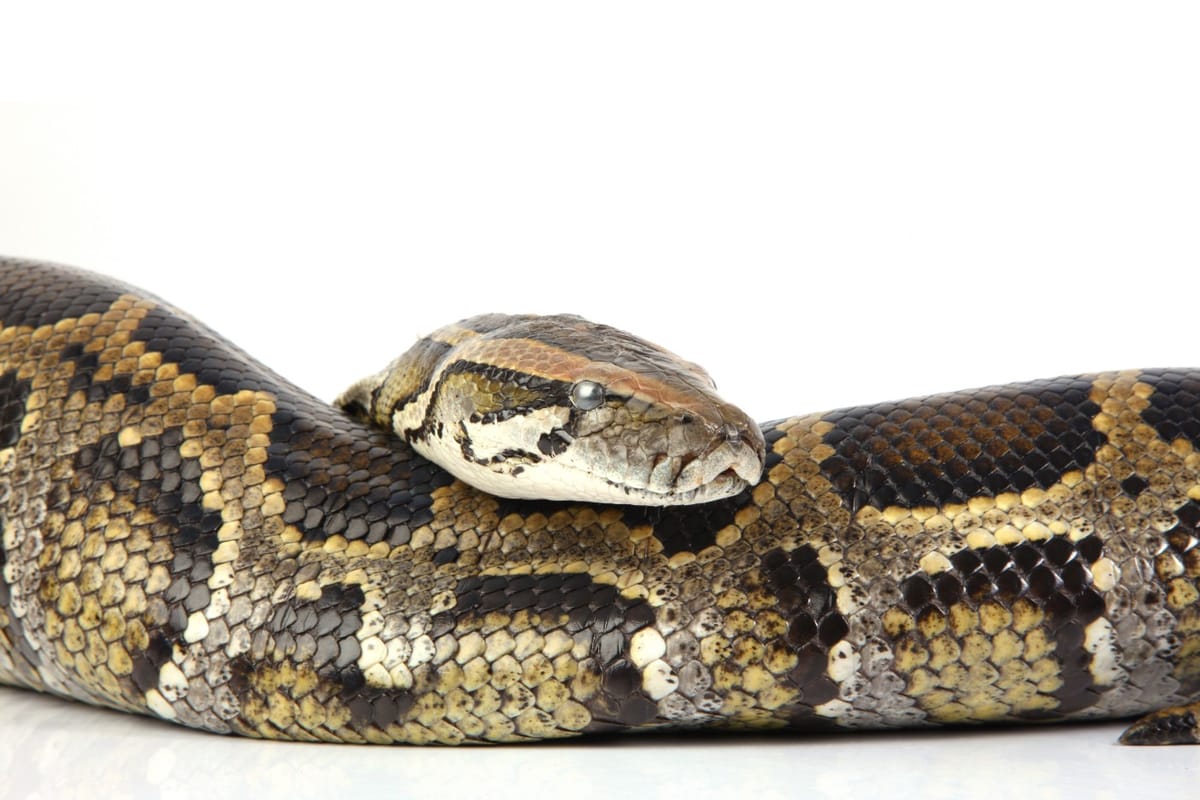 Developing and sharing reproducible bioinformatics workflows